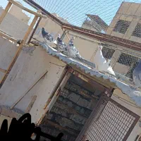کفتر گرفتنی|پرنده|قم, خاکفرج|دیوار