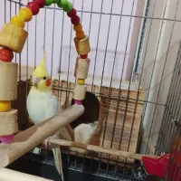 فروش عروس هلندی فنچ مرغ عشق