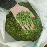 خریدار برگ خشک مورینگا هستم