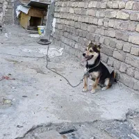 سگ پاکوتاه