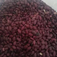 فروش لوبیا قرمز