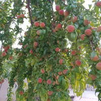 خدمات باغبانی|خدمات باغبانی و درختکاری|مشهد, توس فردوسی|دیوار