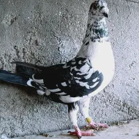 گرگی سینه سفید ماده پلاکی