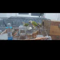 جفت گرینچیک مولد با دوتا جوجه ۴ ماهه|پرنده|تهران, فلاح|دیوار