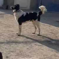 سگ قهدر جوونی سفت واگذاری