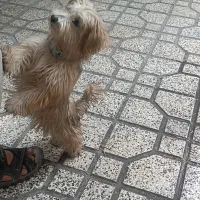 سگ پا کوتاه گم شده