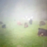 ۴۰ راس بز داشتی سالم