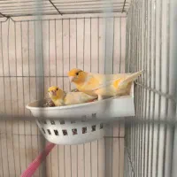 چند جفت قناری سرخ ردفاکتوروسوخته دارچینی سوپر