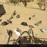 مرغ|حیوانات مزرعه|لردگان, |دیوار