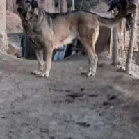 مادهعراقی۴سالهگمشده