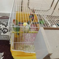 پرنده|پرنده|رضویه, |دیوار