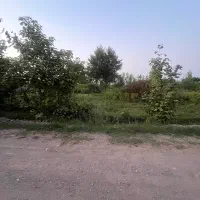 زمین دوکله ۸۶۸ متری براصلی نسق مادر