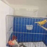 نر درجه یک|پرنده|خمینی‌شهر, |دیوار