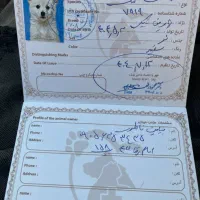 پامر|سگ|نیشابور, سید جمال الدین|دیوار