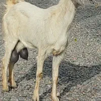 بز شیری|حیوانات مزرعه|جیرفت, |دیوار