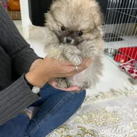 سگ پامرین خرسی|سگ|مشهد, کوی ولیعصر|دیوار