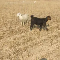 بیگ|حیوانات مزرعه|شوشتر, |دیوار