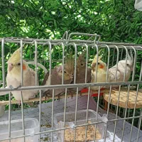 عروس هلندی جوجه و جهت آموزش حرف زدن و بچه  ان|پرنده|تهران, باغ فیض|دیوار