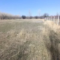 کاه عدس بدون حتی یک دانه علف هرز