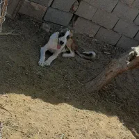 توله  سگ دو رگه خراسانی وسرابی  سن ۴ماه ۱۵ روزه|سگ|سبزوار, میدان بار|دیوار