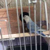 طوطی برزیلی بنفش|پرنده|تهران, دستغیب|دیوار