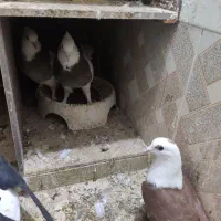 همه فروشی|بدلیجات|سبزوار, قصبه غربی|دیوار