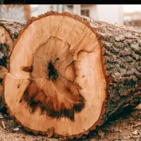 خریدوفروش انواع درخت وچوب