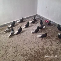 سیاه دمسفید|پرنده|بندر ماهشهر, |دیوار