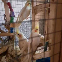 پرنده|حراج|شیراز, کوزه گری|دیوار