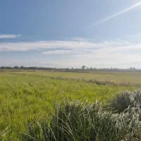 فروش زمین کشاورزی