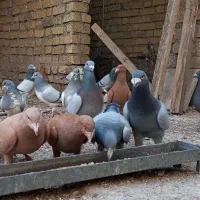 کبوتر پلاکی|پرنده|کازرون, |دیوار