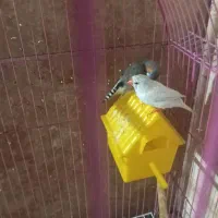 فنچ چشم قرمز