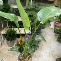 نخل نیکلای انواع گل گیاه اپارتمانی نیلا گالری|گل و گیاه طبیعی|لواسان, |دیوار