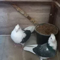 کفتر  پشتدار غریب برج