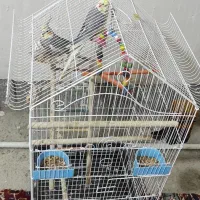 عروس هلندی سوپر سایز