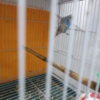 مرغ عشق پروانه ای|پرنده|مشهد, ثامن|دیوار