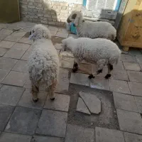 سه عدد بره دونر یک ماده