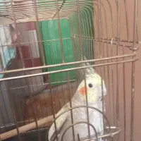 پرنده