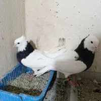 سلام یک جفت طوقی سیاه مهر ماده