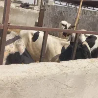 سلام علیکم ۶ راس گوساله برای پروار موجود می باشد