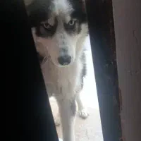 سگ هاسکی ماده مالاموت هفت ماهه سالم با شناسنامه