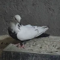 کبوتر دمبی|پرنده|میانه, |دیوار