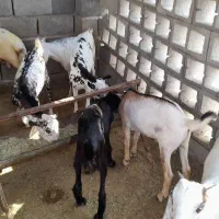 کهره سرحال