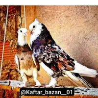 معاوضه آگهی رو بخون