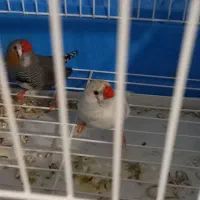 پرنده