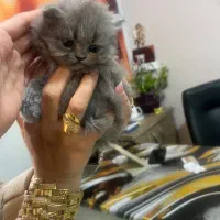 گربه بلو اسکاتیش