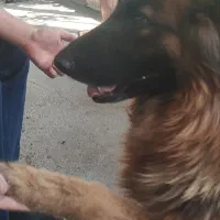 سگ ژرمن