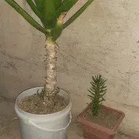 گل یوکا