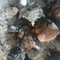 جوجه مرغ گلپایگانی