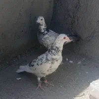 جفتگاه و پرشی